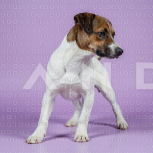 Jack Russell - 000015