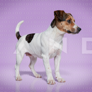 Jack Russell - 000020