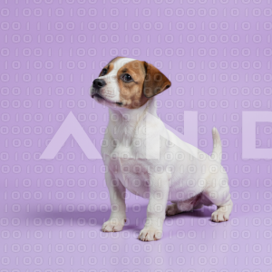 Jack Russell - 000022