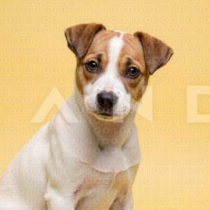 Jack Russell - 000045
