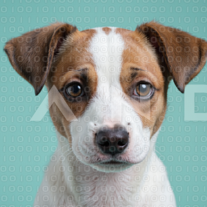 Jack Russell - 000051