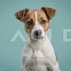 Jack Russell - 000053