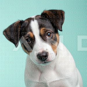 Jack Russell - 000058