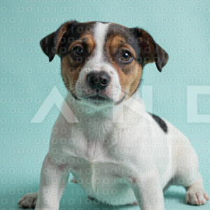 Jack Russell - 000064