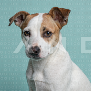 Jack Russell - 000067