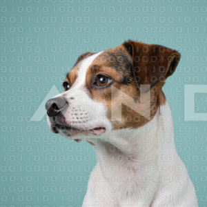 Jack Russell - 000069