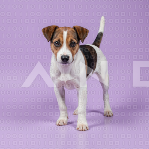 Jack Russell - 000007