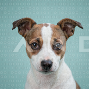 Jack Russell - 000071