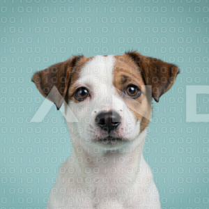 Jack Russell - 000079