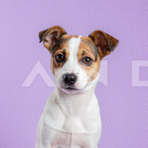 Jack Russell - 000008