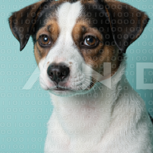 Jack Russell - 000081