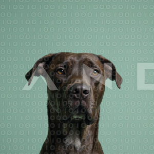 Great Dane Dog - 000001