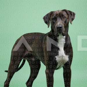 Great Dane Dog - 000010