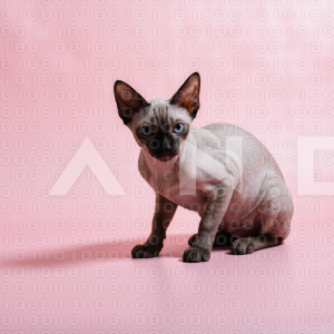 Sphynx Cat - 000101