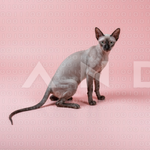 Sphynx Cat - 000107