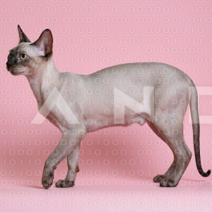 Sphynx Cat - 000113