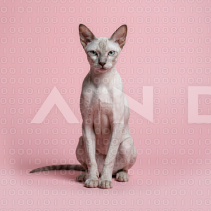Sphynx Cat - 000117