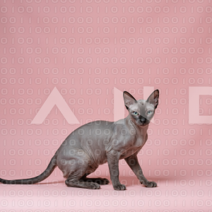Sphynx Cat - 000012