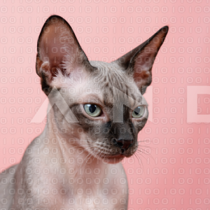 Sphynx Cat - 000124