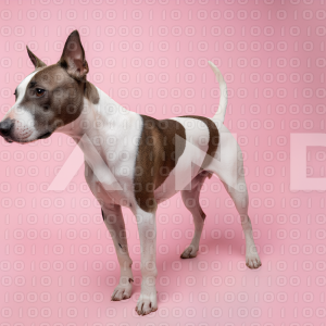 Pitbull Dog - 000013