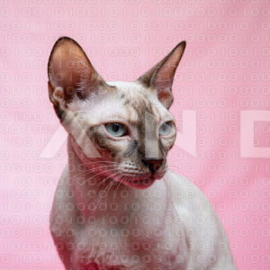 Sphynx Cat - 000132