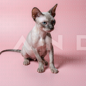 Sphynx Cat - 000016