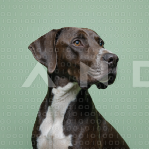 Great Dane Dog - 000017