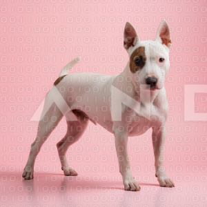 Pitbull Dog - 000017