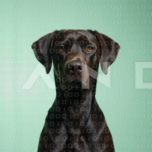 Great Dane Dog - 000018