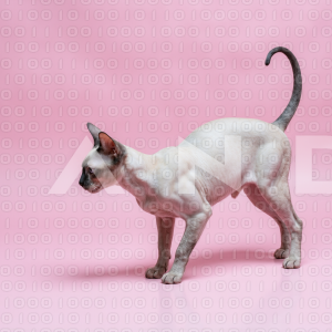 Sphynx Cat - 000018