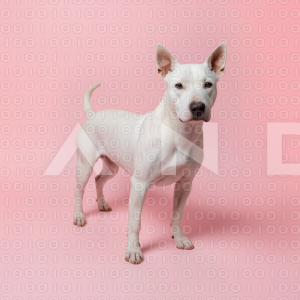 Pitbull Dog - 000019