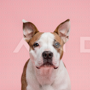 Pitbull Dog - 000021