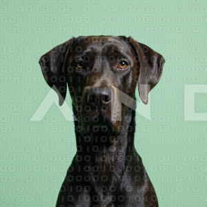 Great Dane Dog - 000022