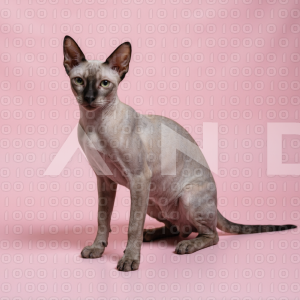 Sphynx Cat - 000022