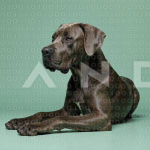 Great Dane Dog - 000023