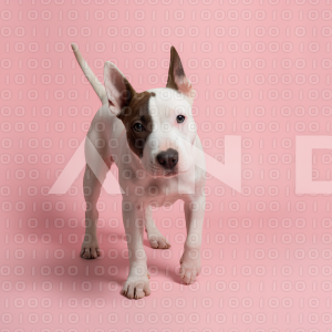 Pitbull Dog - 000023