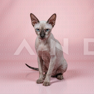 Sphynx Cat - 000023
