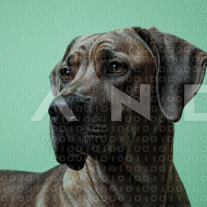 Great Dane Dog - 000025