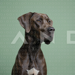 Great Dane Dog - 000026