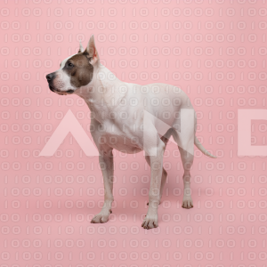 Pitbull Dog - 000026