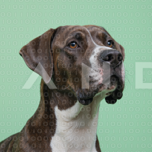 Great Dane Dog - 000029