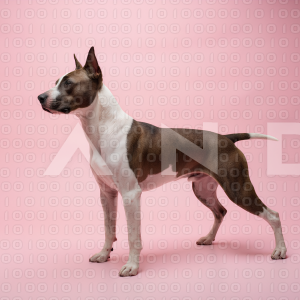 Pitbull Dog - 000029