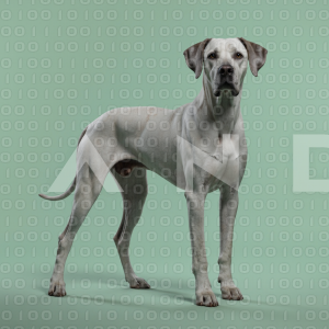 Great Dane Dog - 000003