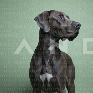 Great Dane Dog - 000030