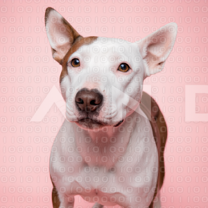 Pitbull Dog - 000033