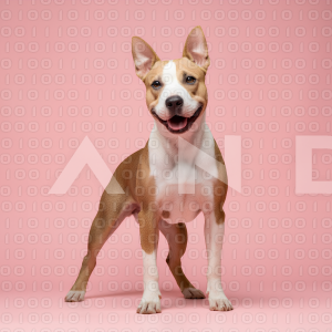 Pitbull Dog - 000037