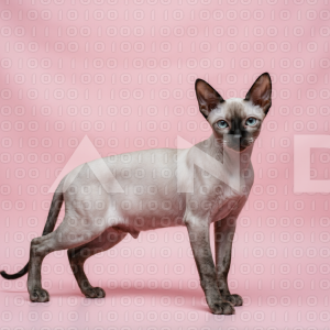 Sphynx Cat - 000037