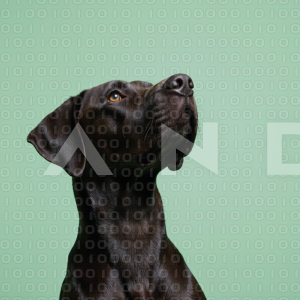 Great Dane Dog - 000004