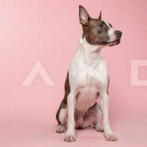 Pitbull Dog - 000040