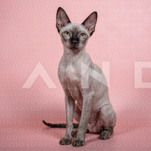 Sphynx Cat - 000040